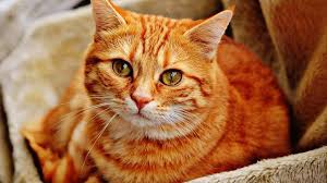 Check spelling or type a new query. Jenis Kucing Peliharaan Nabi Dan Keistimewaan Kucing Di Mata Islam Hot Liputan6 Com