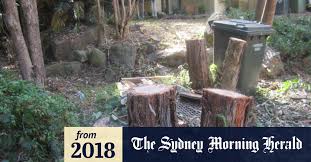 The tree is protected and anyone found to be killing it could face a fine of up to £20,000. North Shore Tree Lopping Woman Fined 83 000 For Chopping Down Neighbour S Trees
