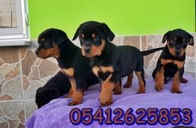 Bursa Kopek Ciftligi Rottweiler Rottweiler Yavrulari Kopek