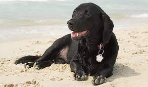 Basador Dog Breed Information