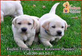 That's why the golden retriever is a favorite choice for households with children and other animals. English Cream Golden Retriever Puppies For Sale Indiana Goldens