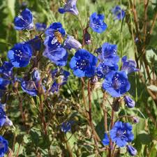 We did not find results for: California Bluebell Seeds Phacelia Campanularia Wild Flower Seed