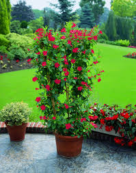 2.jasmine combined with red ribbon in which ribbon color can be switched. Mandevilla Dipladenia Brazilian Jasmine Red Container Plant For Sale Buy Online For Only 4 99