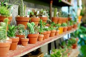 Dollar tree store locations in philadelphia, pennsylvania (pa). Gorgeous Philly Plant Stores Where You Can Fill Your Home With Green