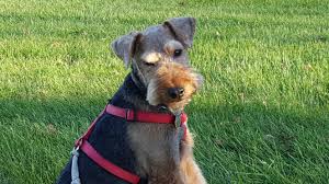 Image result for velšteriér