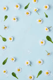 Vector multicolored daisy, chamomile flower isolated. Floral Pattern With Small Daisy Flowers Leaves And Petals On Stock Photo Picture And Royalty Free Image Image 101260556
