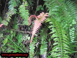 Image result for Blechnum punctulatum