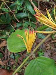 Image result for Phragmanthera capitata