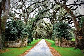 Check spelling or type a new query. Trees Archives Sc Picture Project