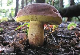 Image result for Boletus speciosus