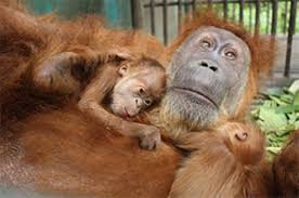 We just didn't send you that email or generate that link.… Orang Utan Op Mama Kann Wieder Sehen Geolino