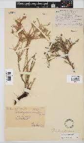 Image result for Calostephane divaricata