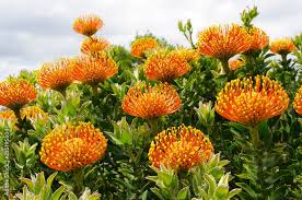Image result for Leucospermum