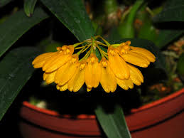 Image result for Bulbophyllum vulcanicum