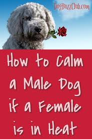 How To Calm A Male Dog If A Female Is In Heat Dogbuzzclub Com Female Dog In Heat Dog In Heat Dogs