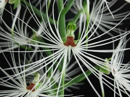 Image result for Habenaria cirrhata
