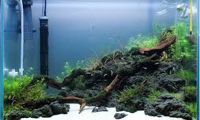 I had no idea on how to setup a fish tank and didn't know how to care for guppies. Setting Up An Aquarium