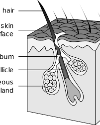 The organism microsporum , which was the most common fungus in the united states in the 1940s and 1950s but now is a rare cause of ringworm of the scalp, causes gray patch ringworm. How To Get Rid Of Blackheads On Your Nose With These Easy Tips Bellatory