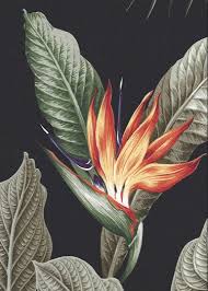 Palm Like Bird Of Paradise Kaena Barkcloth Hawaii Fabrics Vintage Style Hawaiian Fabrics Cotton Poplin 44 45 Wide Birds Of Paradise Botanical Illustration Vintage Plant Painting