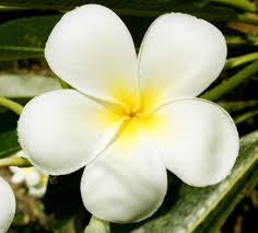 Tropical Flower Frangipanis Would Suit Any Beach Themed Wedding Frangipani Petal Floral Design Flower Lei