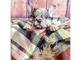 Find bulldog puppies and dogs for adoption today! French Bulldog Puppies Petland Mason Oh