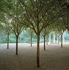 need help identifying this tree sorry if i m in the wrong sub will take down if needed gardening garden diy ho landscape design landscape trees landscape