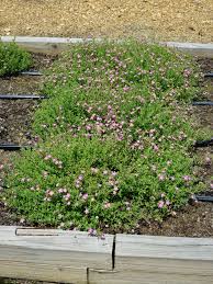 Image result for Jamesbrittenia integerrima