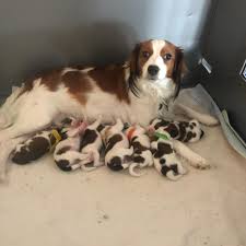 See a recent post on tumblr from @petregstuff about kooikerhondje. Hanabi Kooikerhondje Home Facebook