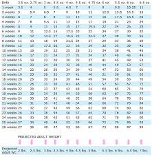 Yorkie Growth Chart Precious Yorkies Small Colorful Yorkies