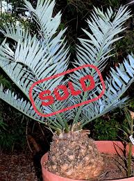Image result for Encephalartos senticosus