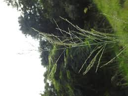 Image result for Elytrophorus spicatus