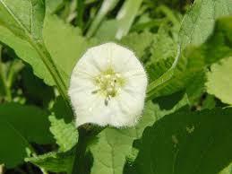 Image result for Solanum litoraneum