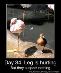 Hehehe Funny Duck Funny Animals Bones Funny