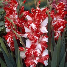 Image result for Gladiolus zambesiacus