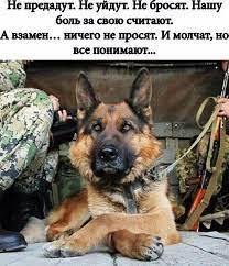 pin ot polzovatelya elya na doske lyubimye milashki obyatiya zhivotnyh smeshnye foto sobak staffordshirskij terer