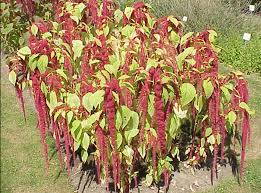 Image result for Amaranthus dinteri