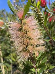 Image result for Callistemon