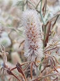 Image result for Trifolium masaiense