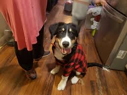 Proven bernese mountain dog ownership tips on making your dog happy, healthy, and obedient. 17 Week Bernese Mountain Dog Alaskan Malamute Mix Rarepuppers