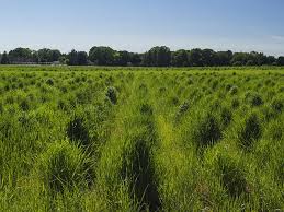 There is no size pot that would yield enough wheat to be practical as with most grasses, wheat thrives in moderate dampness, but it does not. Eco Friendly Superfood Food Grade Wheatgrass Variety Released For Public Use