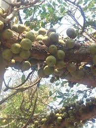 Image result for Ficus sansibarica