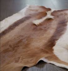 Pin On Real Deer Springbok Skin Rug