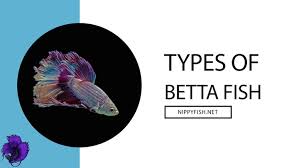 The betta fish is a popular pet among singaporeans. Different Types Of Betta Fish Complete Guide Fish Care