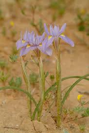 Image result for Moraea verdickii