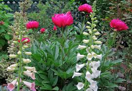Cheap pretty flowers to plant. Peony Partners Enchanted Gardens