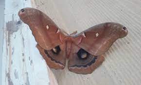 Memes are discouraged on this sub and may be removed. What Kind Of Owl Does This Moth Look Like Biology Stack Exchange