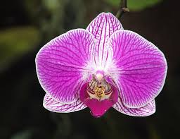 Select from premium orchid flower of the highest quality. Free Stock Photo Of Moth Orchid Flower In Bloom Download Free Images And Free Illustrations