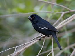 Image result for Teramnus uncinatus