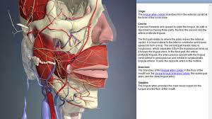 The (internal) maxillary artery is the larger of the two terminal branches of the external carotid artery. Lingual Artery Arteries Of Head And Neck 3d Human Anatomy Organs Youtube
