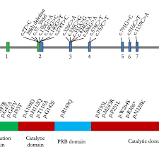 Cat Eye Syndrome Chromosome Region 1 Cecr1 Gene And Adenosine Download Scientific Diagram